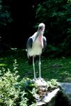 2013 07 06 beauval 234